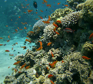 Hausriff - jeden Tag aufs Neue