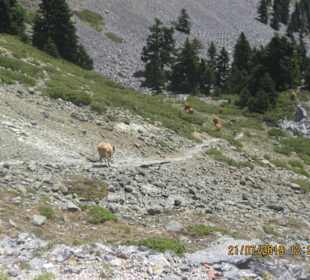Oxen in Bergwanderung