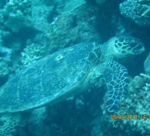 ORCA Dive Club Moreen Beach 