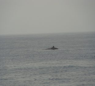 Walsichtung während der Katamaranfahrt