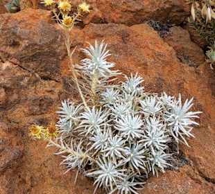 Pflanze wächst aus dem Vulkangestein