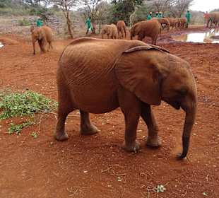 Auf dem Gelände des Elefantenwaisenhauses