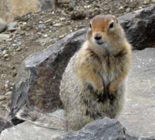 Denali National Park