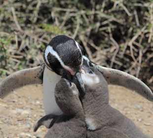 Argentinien, Valdes, Magellanpinguin füttert Junge