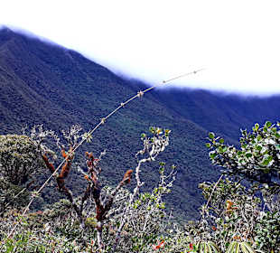 Podocarpus Nationalpark
