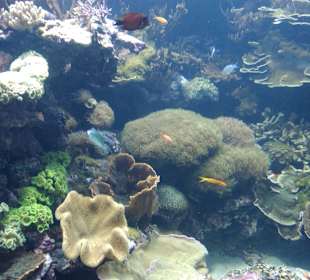 Aquarium / Oceanongrafic