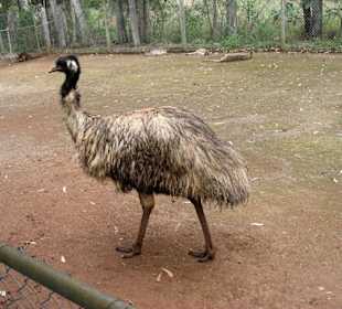 Emu
