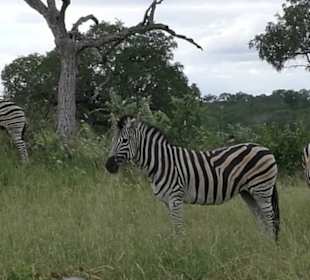 Zebras