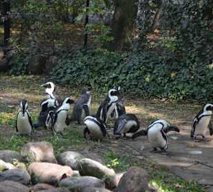 Zoo