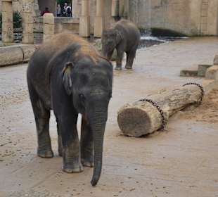 Elefanten Kindergarten
