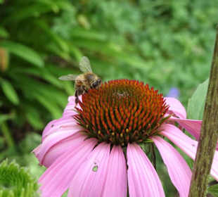 Eindrücke vom Rundgang durch den Park der Gärten