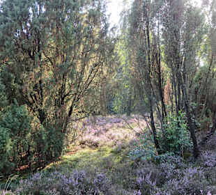 Blühende Heide