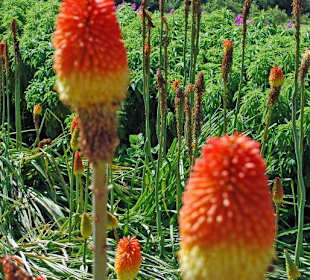 Bild aus Botanischen Garten Kirstenbosch