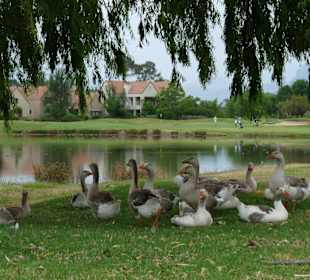 Paarl / Boschenmeer