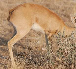 Etosha