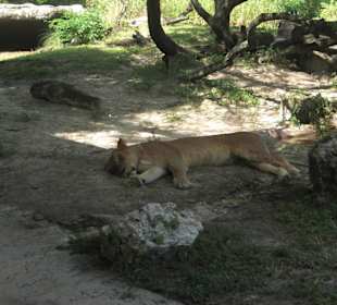 Gut, dass der so friedlich aussieht 