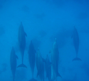 Über den Delfinen schwimmen