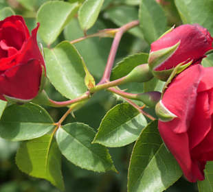 Spaziergang durch den Aachener Stadtgarten