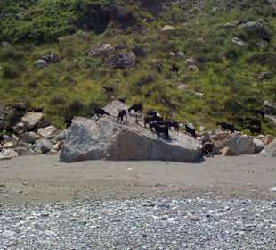 Little goat reach the beach