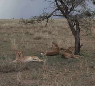 Serengeti
