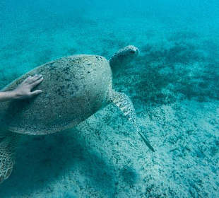 Schnorcheln Soma Bay