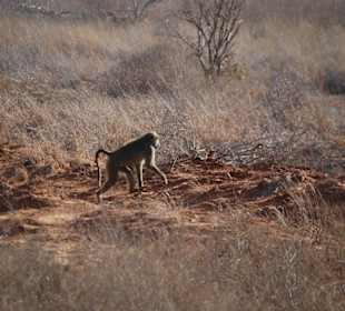 Ein Pavian auf der Flucht