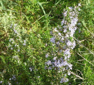 Große Rosmarinblüte