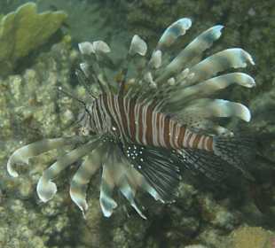 Rotfeuerfisch