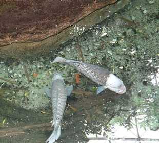 Rundgang im Tierpark