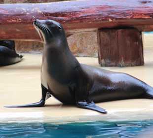 Loropark Seelöwe