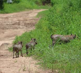 Buschschwein-Mutter mit Jungen