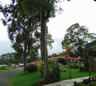 Doka Estate Kaffeeplantage