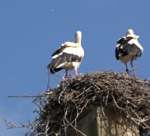 Zoo Heidelberg