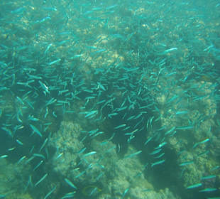 Tausende kleine Mini-Fische