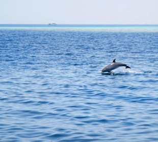 Delphine auf der Tour