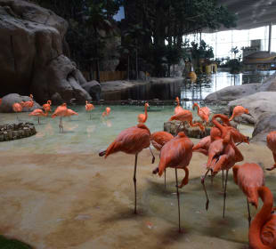 Flamingo-Pool