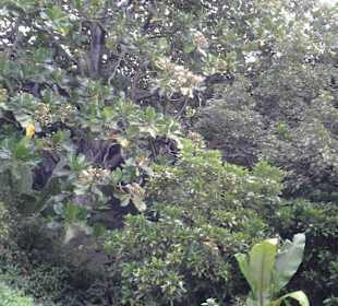 Botanischer Garten Kirstenbosch