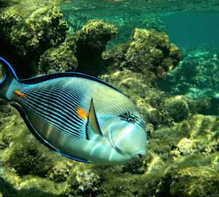 Schnorcheln Marsa Alam