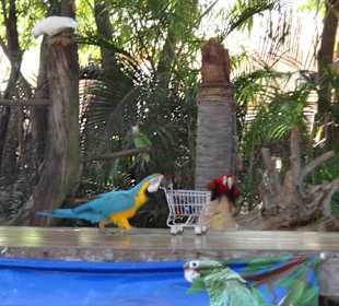 Papagei geht einkaufen