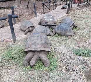 Die Schildkröten auf Prison Island