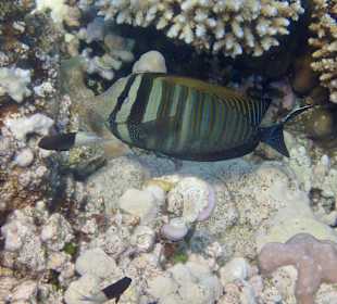 Schnorcheln Makadi Bay