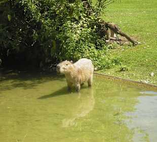 Im Südamerikateil vom Zoo