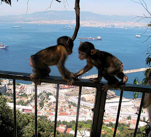 Magoty gibraltarskie, Gibraltar