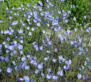 Spaziergang durch den Botanischen Garten Bremen