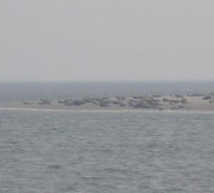 Seehundbank Tegeler Plate