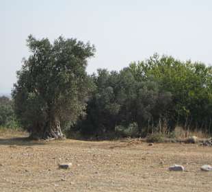 Überall Olivenbäume