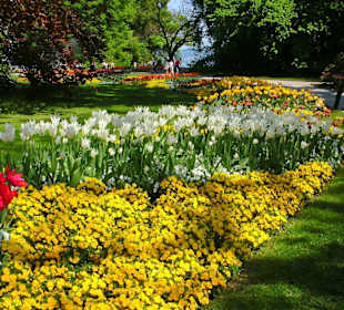 Blütenpracht auf Mainau