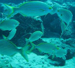 Viele Fische beim Schnorcheln