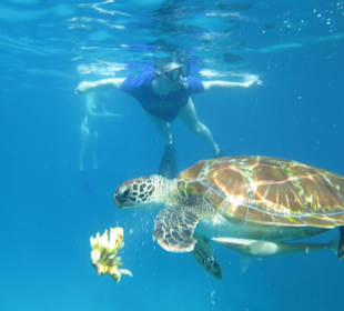 Ausflug Similan. Ein Muss!