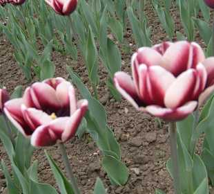 Tulipani in fioritura